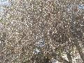 Tortuosa Willow, Corkscrew Willow / Salix matsudana 